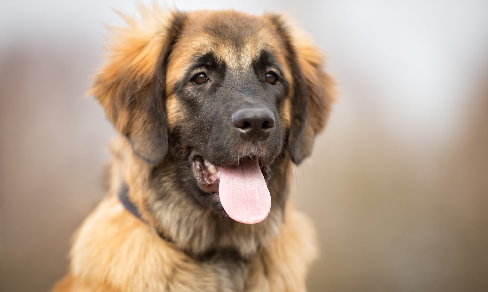 Leonberger